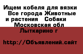 Ищем кобеля для вязки - Все города Животные и растения » Собаки   . Московская обл.,Лыткарино г.